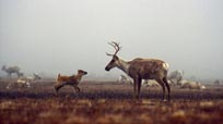 Vivre comme les caribous