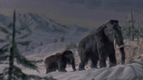 Canada vignettes : le mammouth