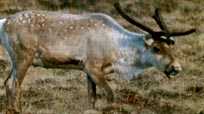 Le caribou des toundras